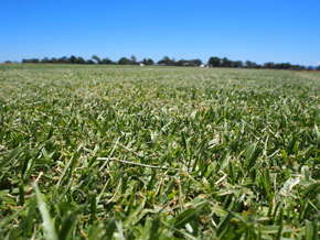 Hawkesbury Turf Supplies & Services