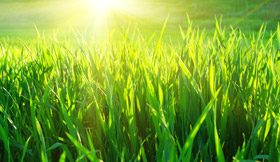 Turf Suppliers in Sydney