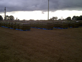 Hawkesbury Turf & Grass Supplies