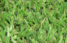 Sapphire Grass Turf